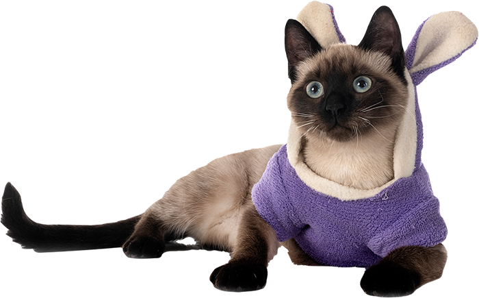 GAEPA Brasil 13 pic 10