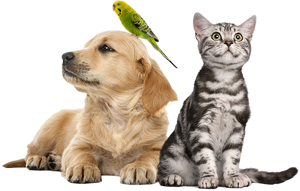 GAEPA Brasil 14 pic 11