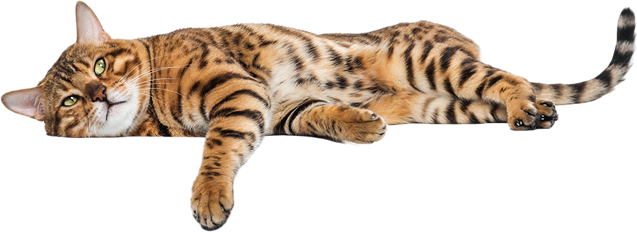 GAEPA Brasil 15 pic 2