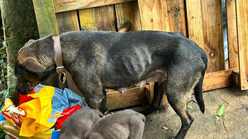 Cães e gatos são resgatados em condições deploráveis após denúncia anônima 11 Captura de tela 2023 11 16 141411