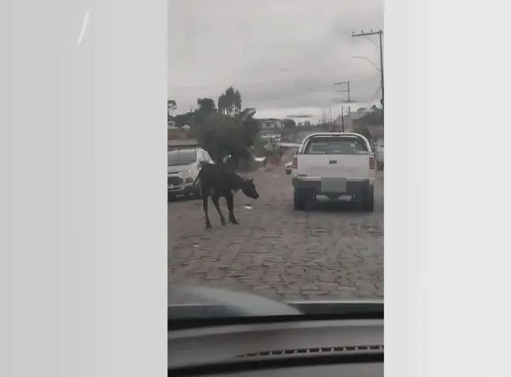 Investigação Policial: Maus-tratos a Bezerro em São José dos Ausentes, RS 67 bezerro