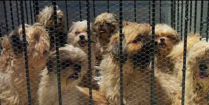 Ação apreende mais de 100 cachorros no balneário do Hermenegildo, em Santa Vitória do Palmar 58 canilsvp