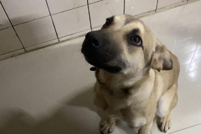 Cao Passo Fundo 22 cao faca