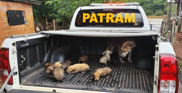 Batalhão Ambiental da Brigada Militar salva filhotes que estavam ilhados durante a enchente em Passo Fundo 3 patrulha