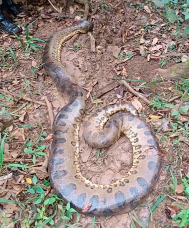 Menino de 2 anos é atacado por sucuri de quase 6 metros em Goiás 1 sucuri