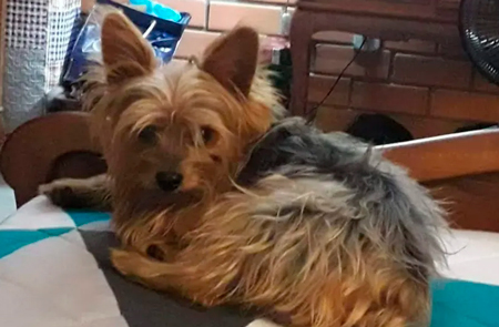 Yorkshire dado como morto ressurge após estranho episódio em pet shop 2 york