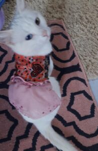 481972531_2961900947308472_3143860660328728822_n