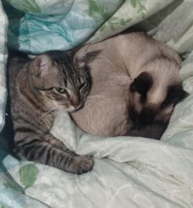 481975867_2961900917308475_3475043849066471190_n