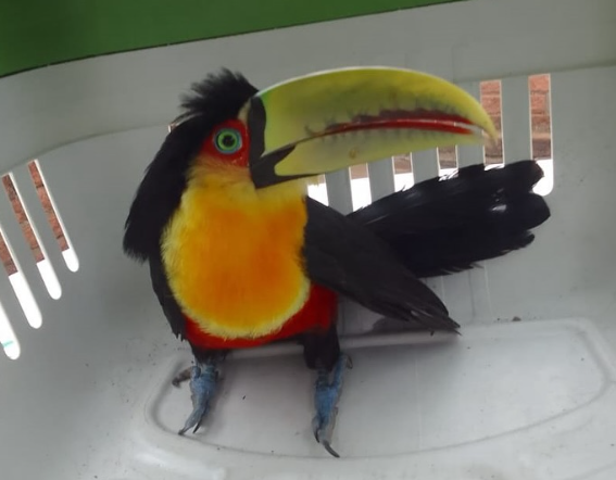 Resgate e importância do tucano-de-bico-verde em Novo Hamburgo.
