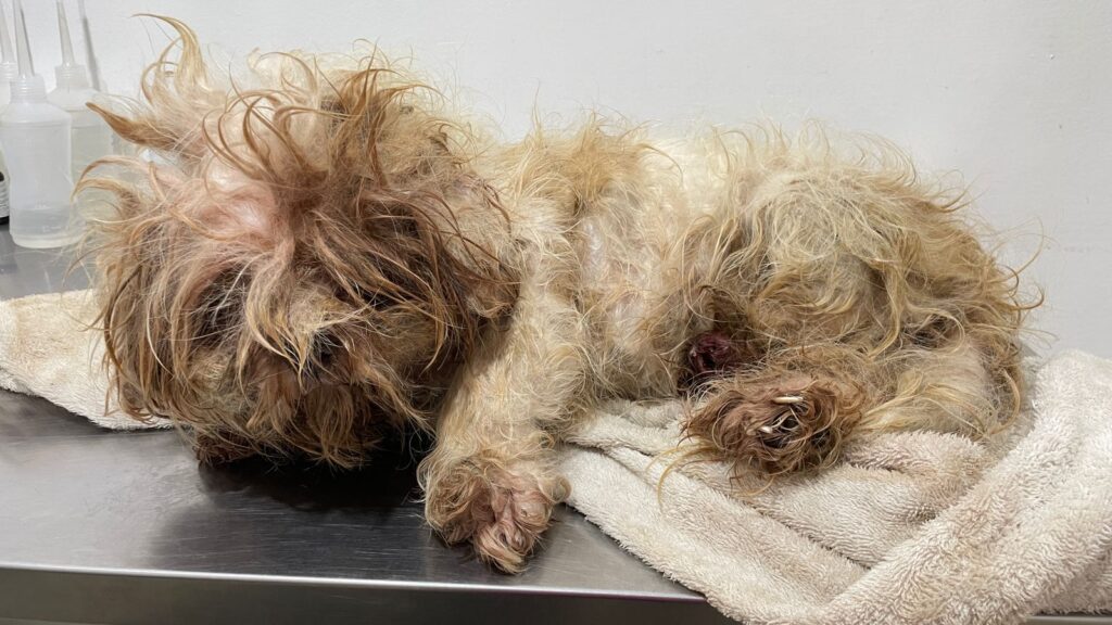 GAEPA realiza flagrante de maus-tratos